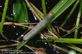 Armyworm larvae can quickly devour rice foliage.