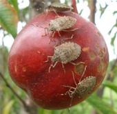 Brown marmorated stink bug (USDA photo)