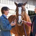 Horses with a 102-degree fever or higher may not participant in horse shows.