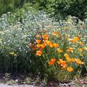 Yarrow and California poppies growing in the Mariposa MG demonstration garden.