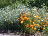 Yarrow and California poppies growing in the Mariposa MG demonstration garden.
