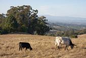 Cattle grazing reduces wildfire fuel in rural areas.