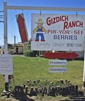 Gizdich Ranch operates a U-pick operation.