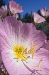 Mexican evening primrose is pretty, but can become an invasive weed.