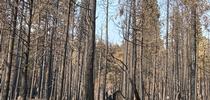 A dense stand pine trees and firs burned by the 2020 Creek Fire. for ANR News Blog Blog