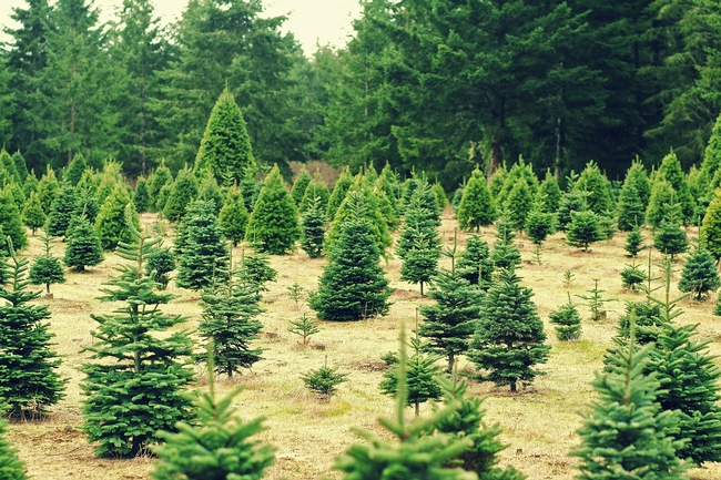 Cut the environmental impact of Christmas by buying a tree at a local farm.