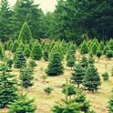Cut the environmental impact of Christmas by buying a tree at a local farm.