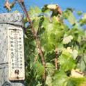 The cool spring slowed grape growth and caused mildew and fungus problems.
