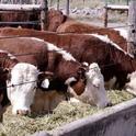 Twenty-nine percent of beef cattle deaths are associated with bovine respiratory disease.