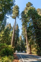 Towering coastal redwoods frame a Northern California highway. (Photo: Wikimedia Commons)