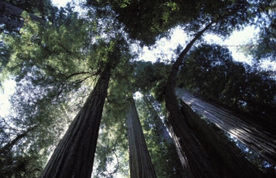 CalTrans wants to remove six redwoods for road project, but UC Berkeley scientist says more will be harmed.