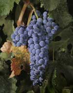 A cluster of merlot winegrapes.