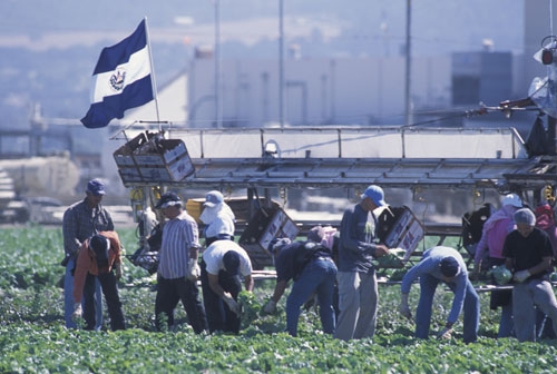 Farmworkers harvest vegetables in the Salinas Valley.