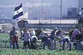 Farmworkers harvest vegetables in the Salinas Valley.