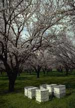 Bee hives in almond orchard.
