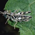 An adult devastating grasshopper, Melanoplus devastator.