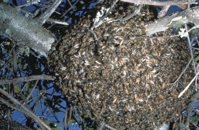 Bees swarm to form new colonies. Swarming bees may rest for a while on a branch or other object, but generally leave in a day or two.