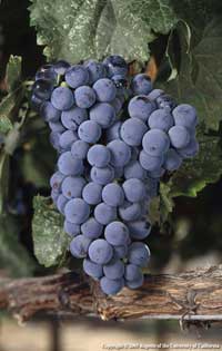 A cluster of Malbec winegrapes.