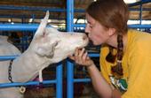 4-H member Sarah Hazeltine of Woodland kisses her goat. (Photo: Kathy Keatley Garvey)