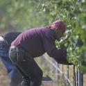 The table grape harvest is under way in the San Joaquin Valley. (Photo by Edwin Remsberg, USDA)