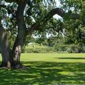 Although shade-tolerant turf can be used under oaks, it is best to replace the turf with mulch.