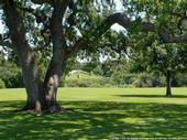 Although shade-tolerant turf can be used under oaks, it is best to replace the turf with mulch.