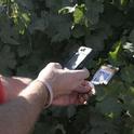 At a UC field day, farmers could get more information on specific varieties with their smart phones.