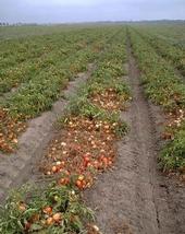 Southern blight causes wilting and dieback of tomato foliage that exposes fruit to sunscald.