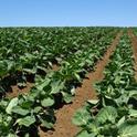 Before the outbreak, spinach brought over $188 million in gross revenue into Monterey County. In 2010, spinach was worth about $128 million.