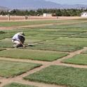 The turfgrass field day included a tour of ongoing or recently completed field trials.