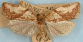 CDFA photo of light brown apple moth.