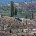 Wildfire damage in Yosemite National Park. Photo by Mike Poe.