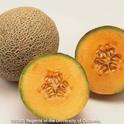 Microbes can be hard to remove from the rough skin of cantaloupe.