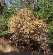 Dramatic increase in Northern California Sudden Oak Death.