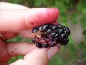 Spotted wing drosophilia was first detected in California in 2009. Here, a blackberry destroyed by SWD larva.