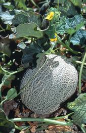 UC expert says reserach in animal biology could help identify strategies to prevent listeria, which caused a recall of cantaloupe from Jensen Farms in Colorado.