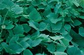 Faber said kudzu (shown above) was introduced as a ground cover, and then took off in the southern U.S.