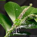 Asian citrus psyllid reappeared in Ventura County last month on a residential citrus tree.
