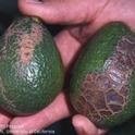 Avocado fruit with mechanical injury from wind causing fruit abrasion.