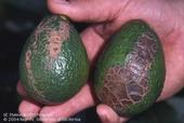 Avocado fruit with mechanical injury from wind causing fruit abrasion.