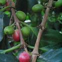 Santa Barbara coffee beans take up to one year to mature on the tree, compared to the 6 to 8 months it takes in tropical regions.