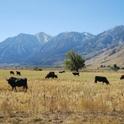 Rangeland grazing is among the first ag operations to be affected by drought.