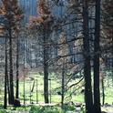 Dry winter weather inhibited forest recovery after the 2007 Angora Wildfire near Lake Tahoe.