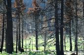 Dry winter weather inhibited forest recovery after the 2007 Angora Wildfire near Lake Tahoe.