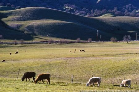 California ranchers may need to truck in water for their cattle.