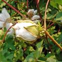 Glenn County farmers are restricted by law from planting cotton in the same field three years in a row if the level of verticillium wilt is detected in 3 percent or more of the crop.