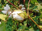 Glenn County farmers are restricted by law from planting cotton in the same field three years in a row if the level of verticillium wilt is detected in 3 percent or more of the crop.