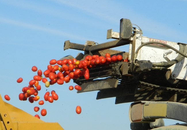 Processing tomato harvest. A new report estimates costs and returns for  of processing tomatoes in Fresno County and provides an overview of common production practices related to irrigation, fertility and pest management.