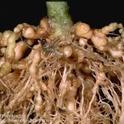 Root-knot nematodes causing galling on tomato roots.