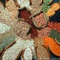 Pulses are leguminous crops harvested for the dry see, including dried beans, lentils and peas.
